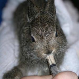 Ville dyr - rehabiliteringsrom