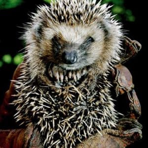 Ville dyr - dvaleskap