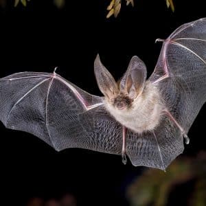 Ville dyr - luftebalkong flaggermus