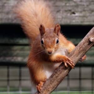 Ville dyr - luftegård