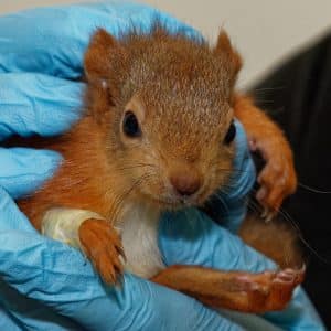 Ville dyr - karantener