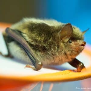 Foto: Jeroen van der Kooij