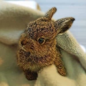 Veterinær- og servicefunksjoner ville dyr